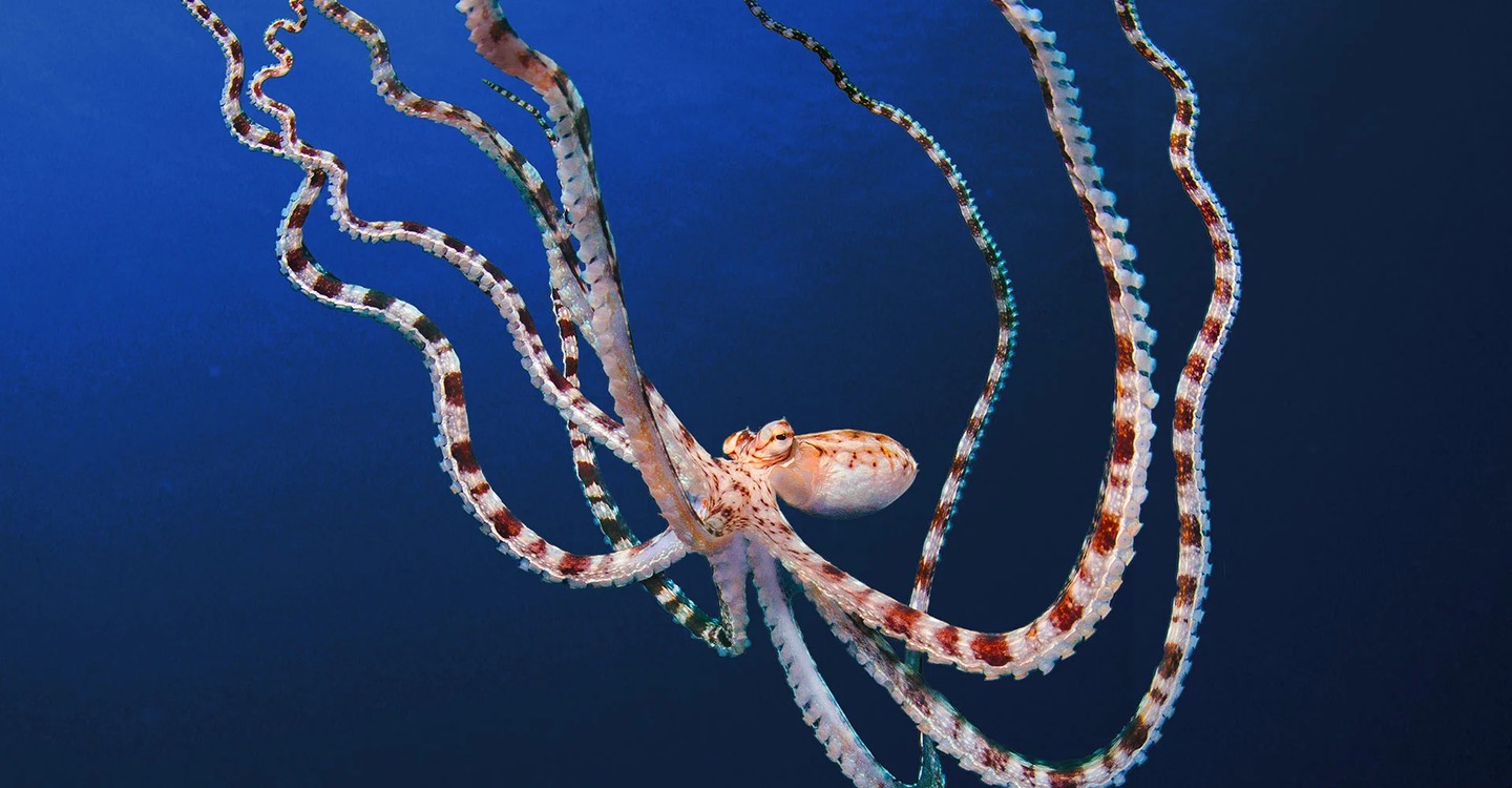章魚的祕密第一季-Secrets of the Octopus/章魚之謎 Season 1最新全集線上看線上播放